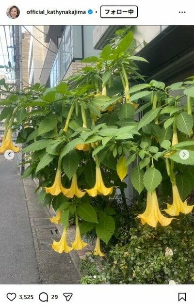 キャシー中島のInstagram投稿