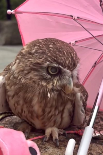 おしゃれするフクロウ