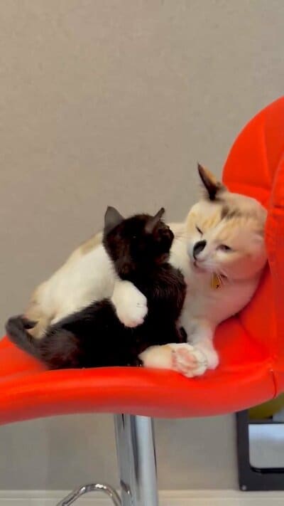 毛づくろいをするまめだいふくちゃん
