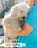 汚れに覆われていた「白い犬をレスキュー」　素敵なビフォーアフターに「救ってくれてありがとう」