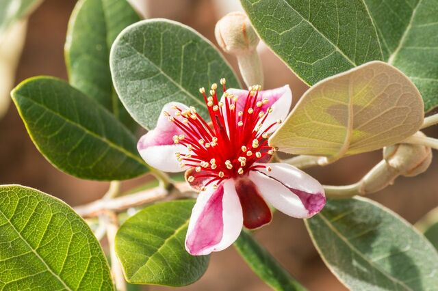 【ベランダの主役に】鉢植えで育てたい「花が長く楽しめる低木」3選。初夏から咲く常緑＆落葉タイプを3つ厳選