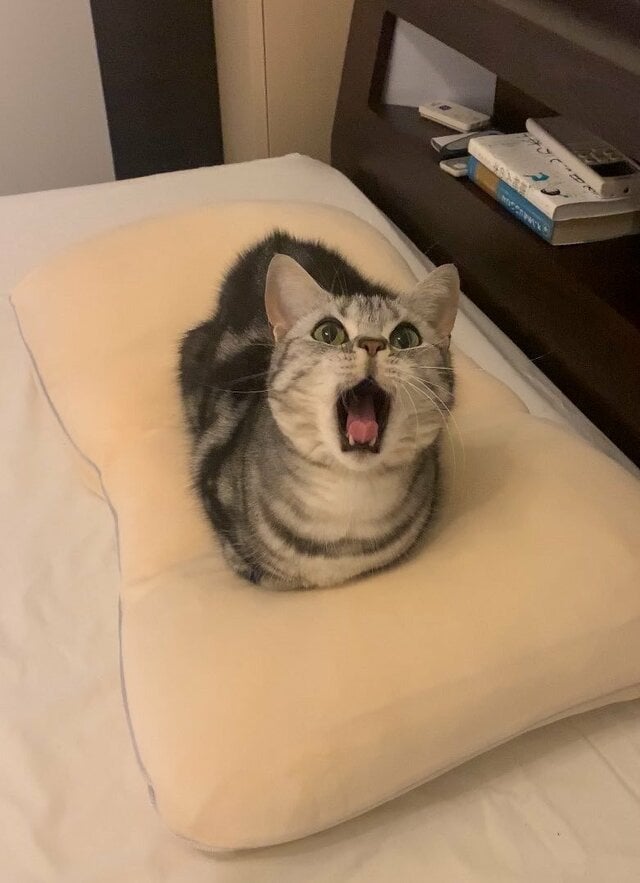 飼い主の枕を「自分の枕だ」と主張する猫…口を開けた顔もすまし顔も譲りたくなる