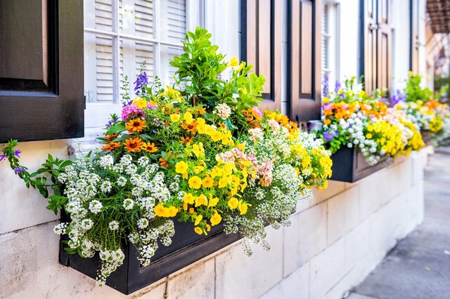 【ガーデニング】初心者はプランター栽培が手軽！上手に育てるコツ＆寄せ植えにオススメの花5選