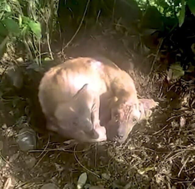 体重わずか19.7kg…痩せ細り怪我を負った大型犬を救助　見違えるほどの回復劇に温かい声