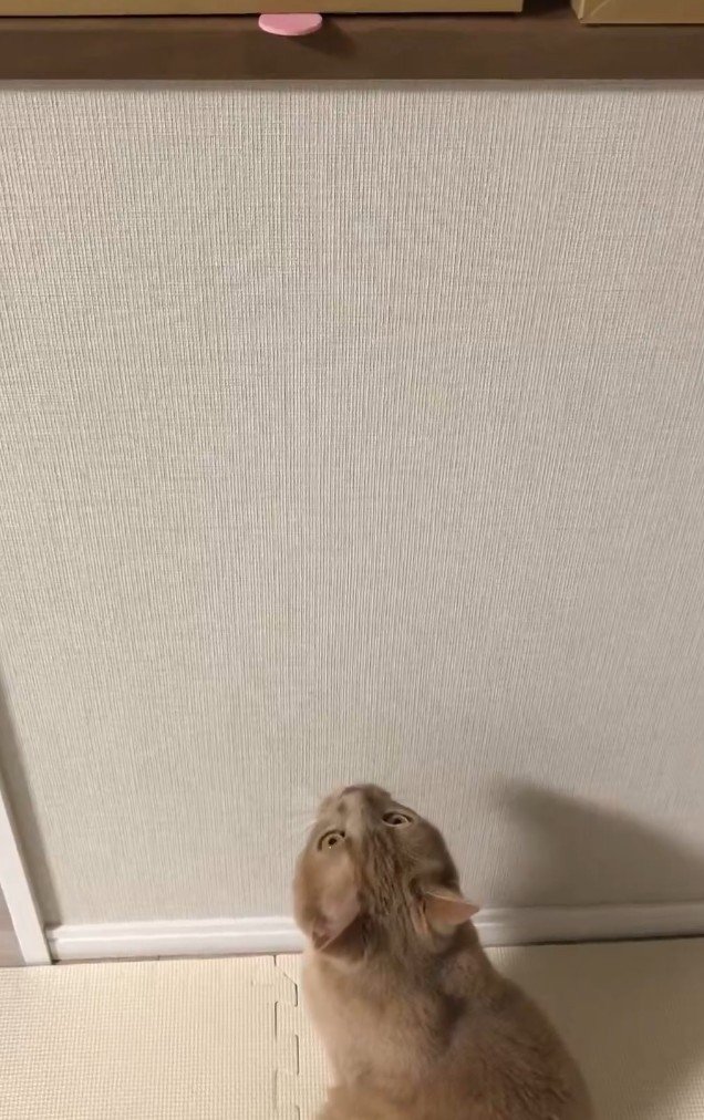 「諦めが早い」渾身のジャンプも虚しく失敗…スッと立ち去る猫の切り替えの早さに笑ってしまう