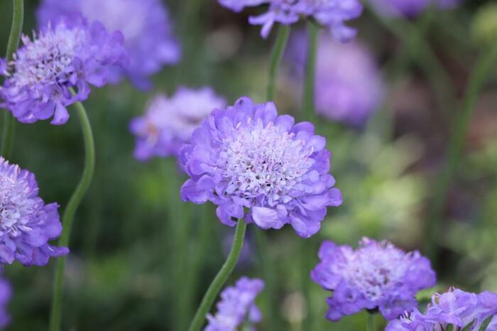 スカビオサの花。色は青みがかった紫色