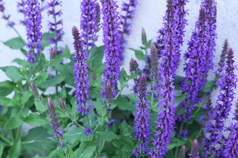 紫色の穂状の花を咲かせている、宿根サルビア