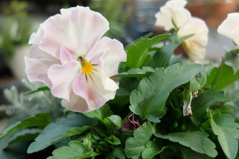 セリア、ハンギング鉢に寄せ植えしたビオラ、ヌーヴェルヴァーグ アンジュの写真