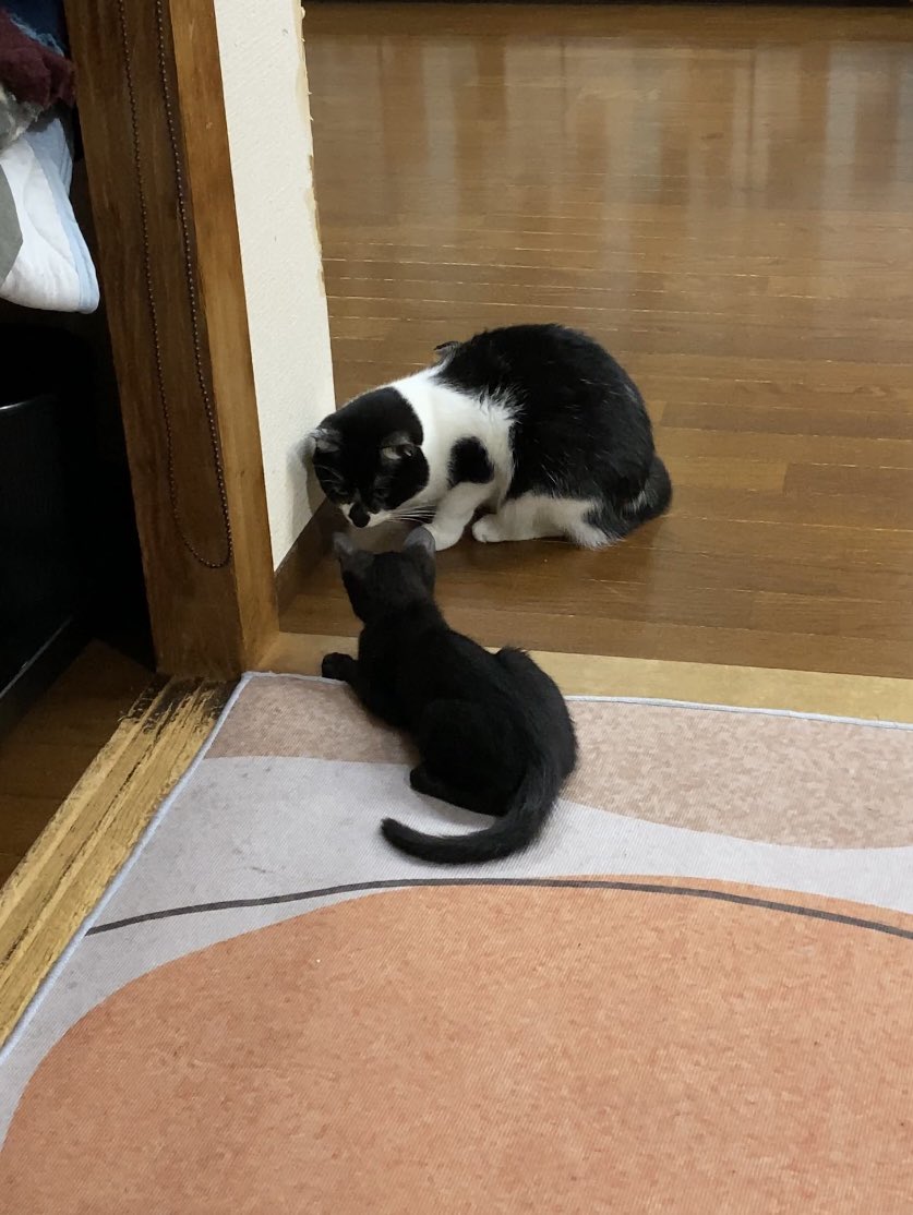 出所：@00shitemita