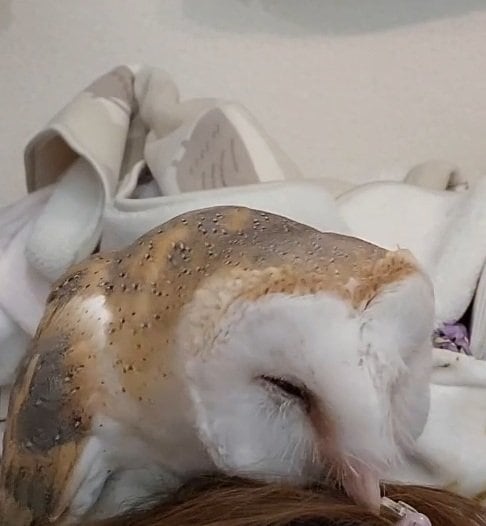 【とっても優しい】おねだりされるフクロウさん　くちばしを使って優しくハムハムしているのは…