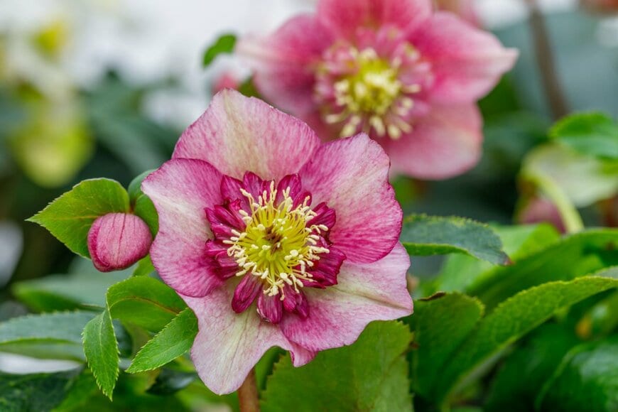 nnattalli/shutterstock.com