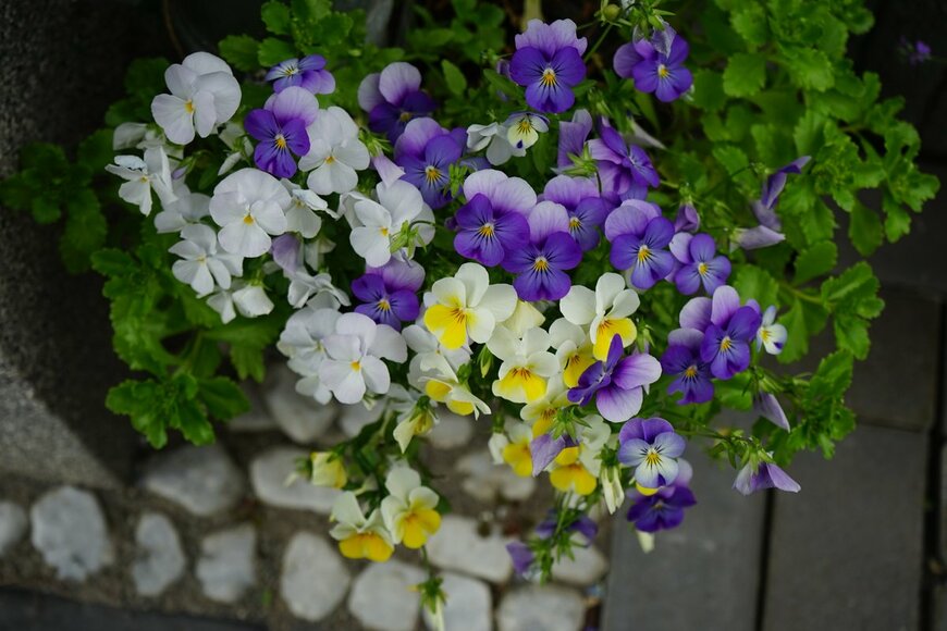 ビオラの寄せ植え（crystaldream/Shutterstock.com）