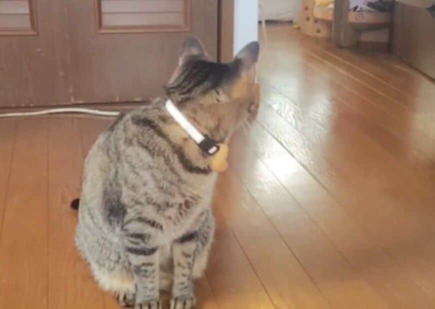 「えっ？テレパシー？」猫が亀を呼び寄せた…？驚きの光景に目を疑う