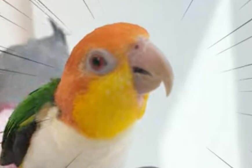 【ハプニングに怒るインコ】の文句が止まらない　愛らしい不満顔に「笑った」「怒っても可愛い」