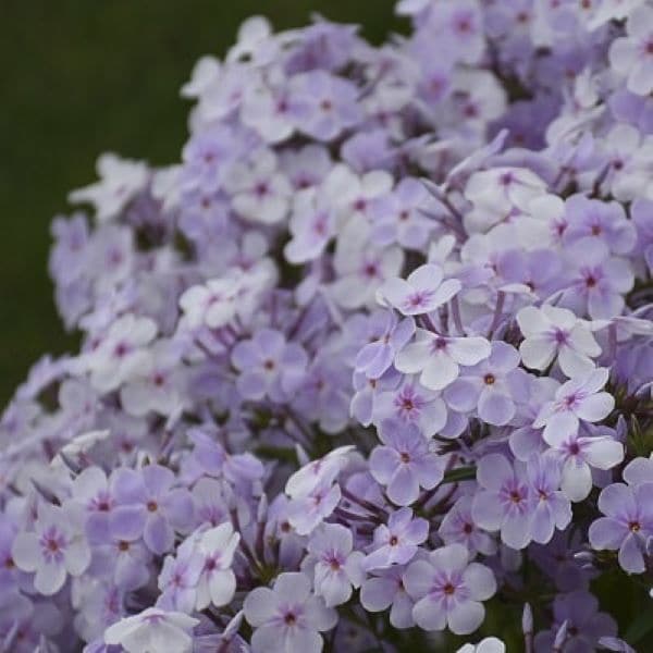 出所：PROVEN WINNERS（R）　フロックス オープニングアクト