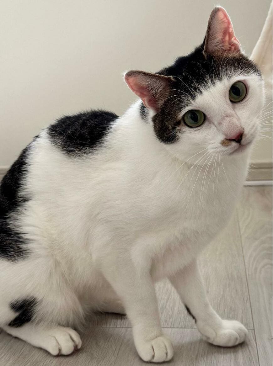 出所：@Saeroyi_cat