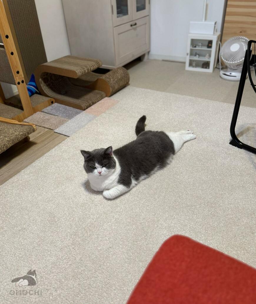 出所：@omochiomoching