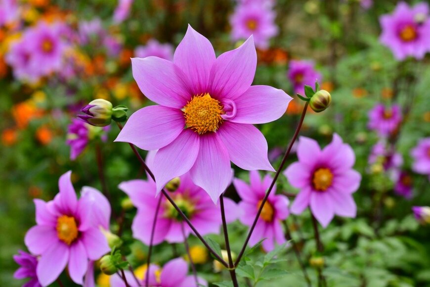 magicflute002/istockphoto.com