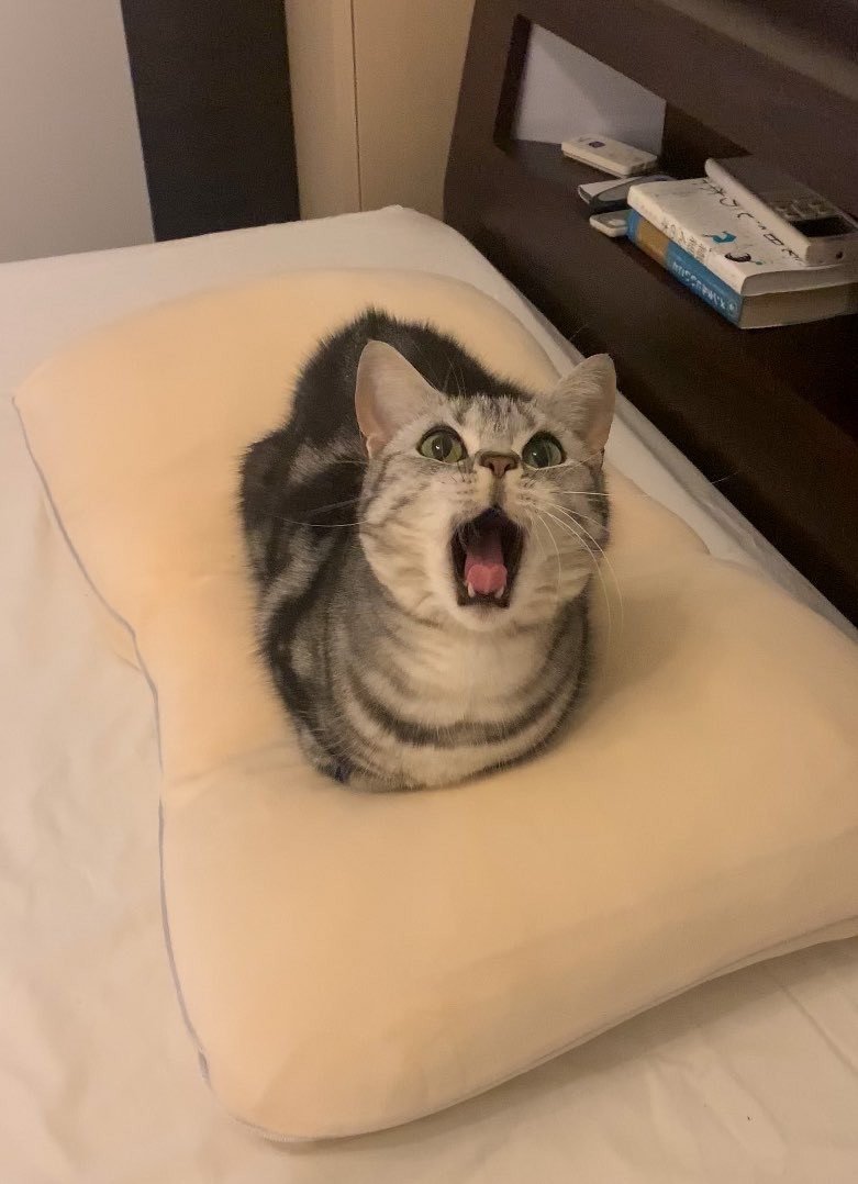 飼い主の枕を「自分の枕だ」と主張する猫…口を開けた顔もすまし顔も譲りたくなる