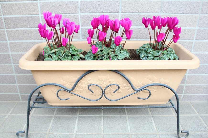 ranmaru/shutterstock.com