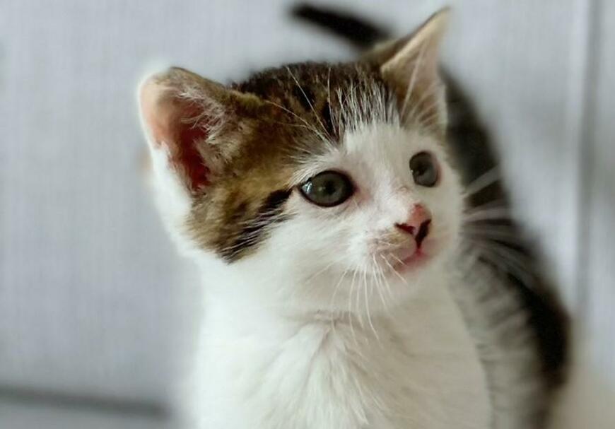 出所：@Saeroyi_cat