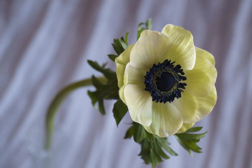 ramona georgescu/Shutterstock.com