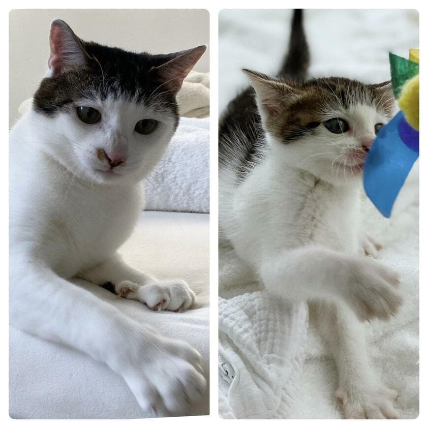 出所：@Saeroyi_cat