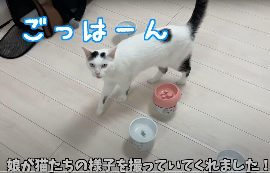 【お留守番中の猫ちゃん】パパ・ママ不在で…娘さんにしか見せない表情が愛くるしい！
