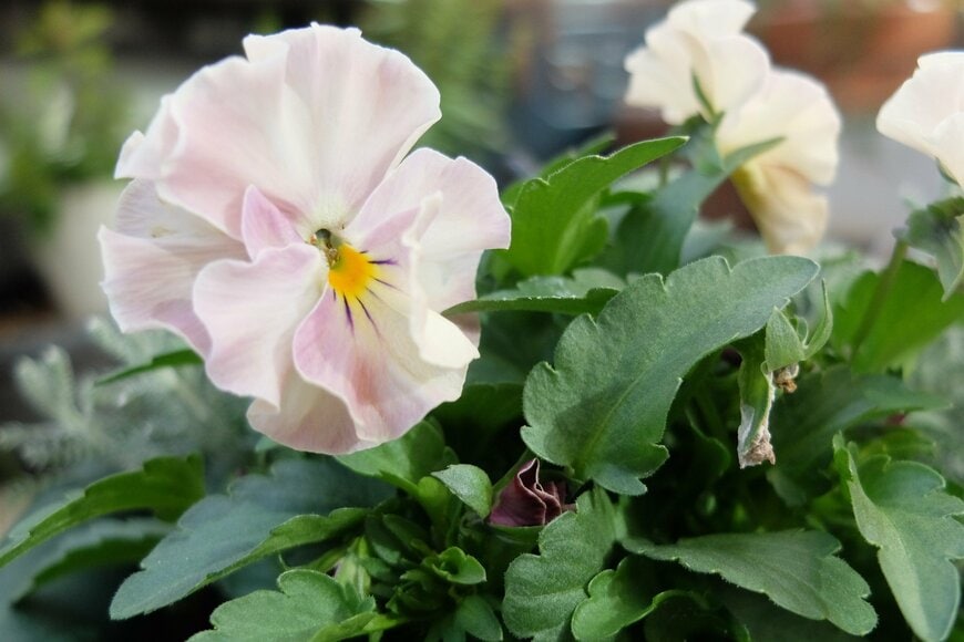 筆者撮影（ビオラ、ヌーヴェルヴァーグ アンジュ）