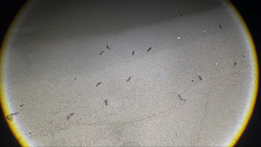 出所：@HotaruikaOjisan