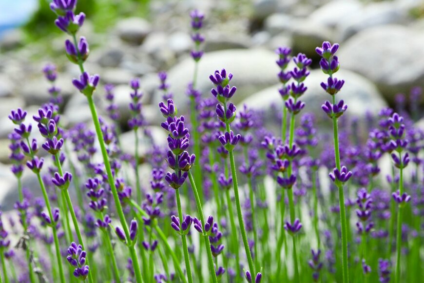 Foxartbox/shutterstock.com