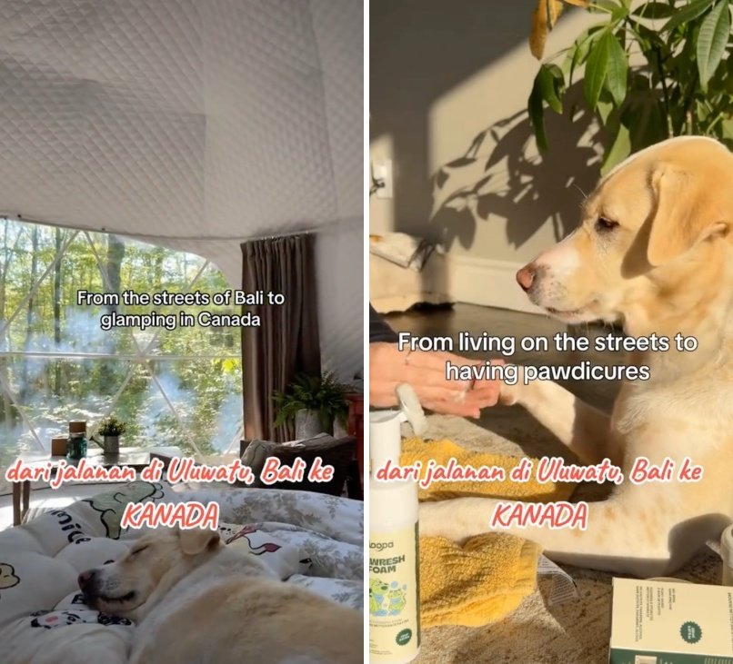 出所：<u><a href="https://www.tiktok.com/@jambidoglover/video/7651777185283411218" target="_blank">@jambidoglover</a></u>