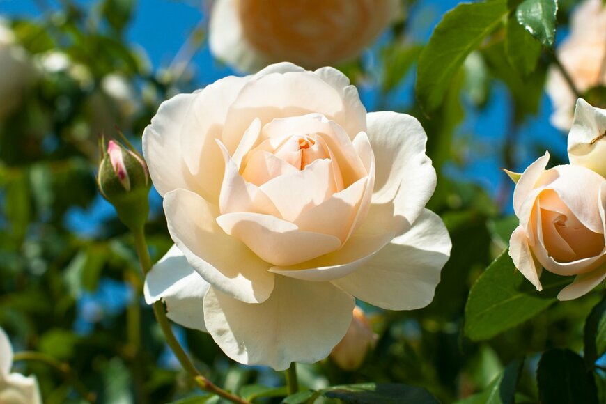 kidae/Shutterstock.com