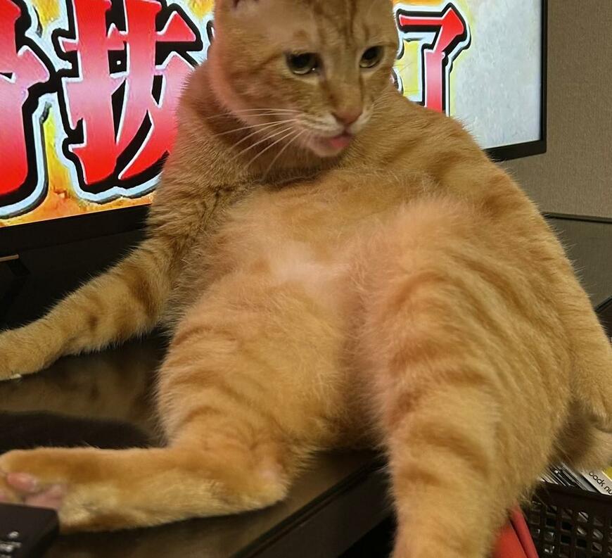 出所：@Beercat_Ana_Dar