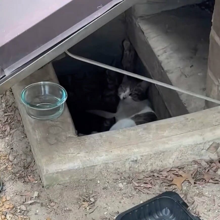 ニューヨークの荒れた路上で保護された「3匹の野良猫」　 幸せな結末に「本当に素晴らしい」