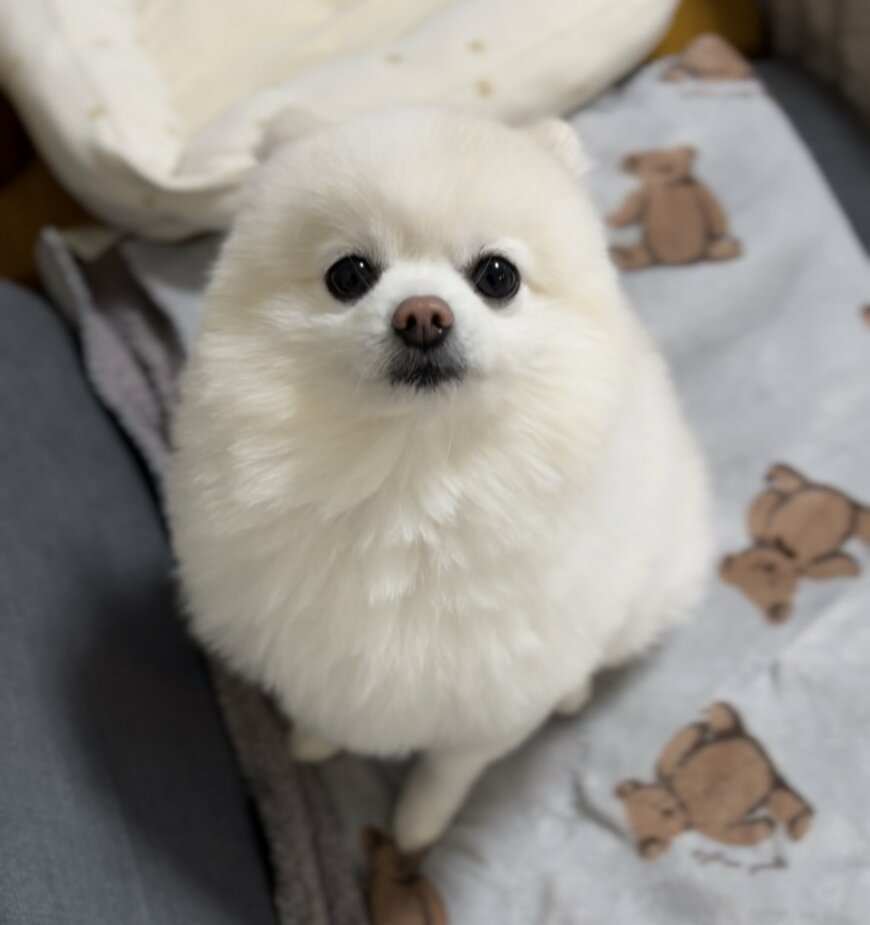 出所：@boku_ponchan