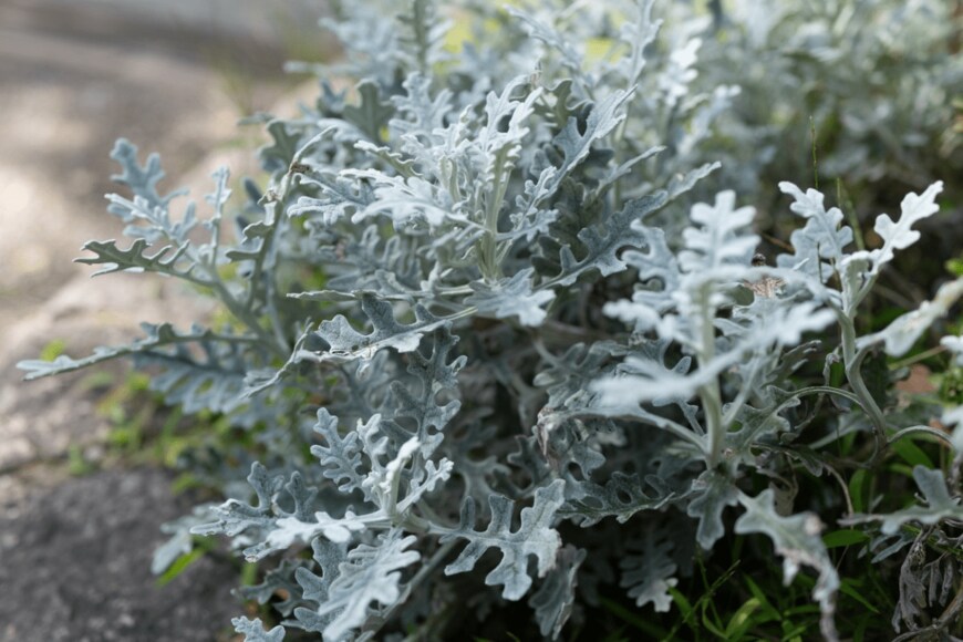 sakura bunn/istockphoto.com