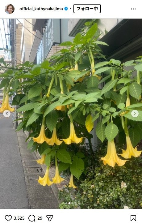 出所：キャシー中島のInstagram（＠official_kathynakajima）参照日：2025年11月10日