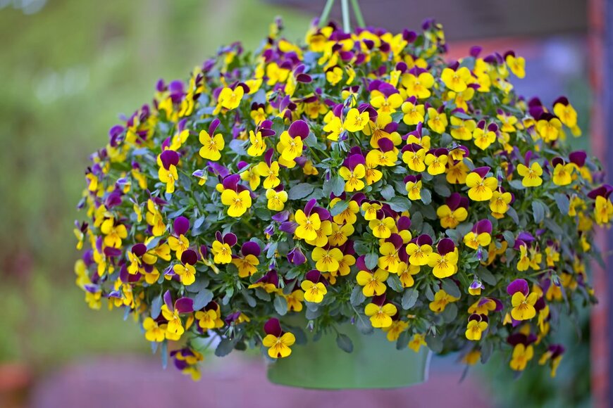 Martina Ebel/shutterstock.com