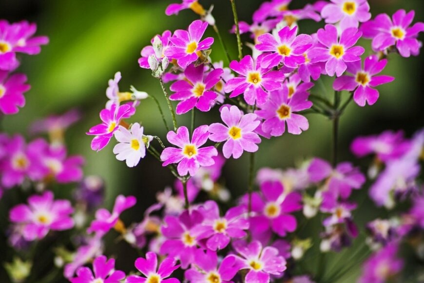 Kobus Peche/shutterstock.com