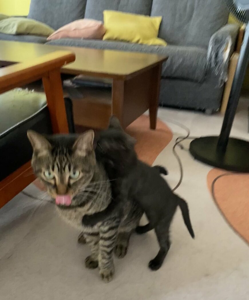 出所：@00shitemita