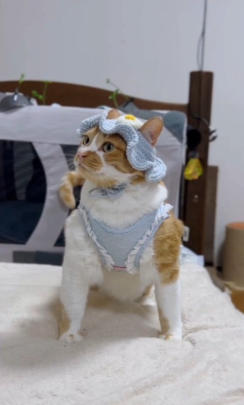 新しいハーネスをつけてお散歩に行く猫ちゃん　キュートな姿に「いつ見てもかわいい」の声