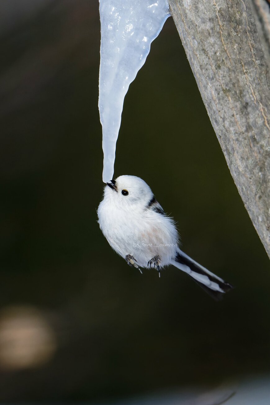 出所：@kitano_camera