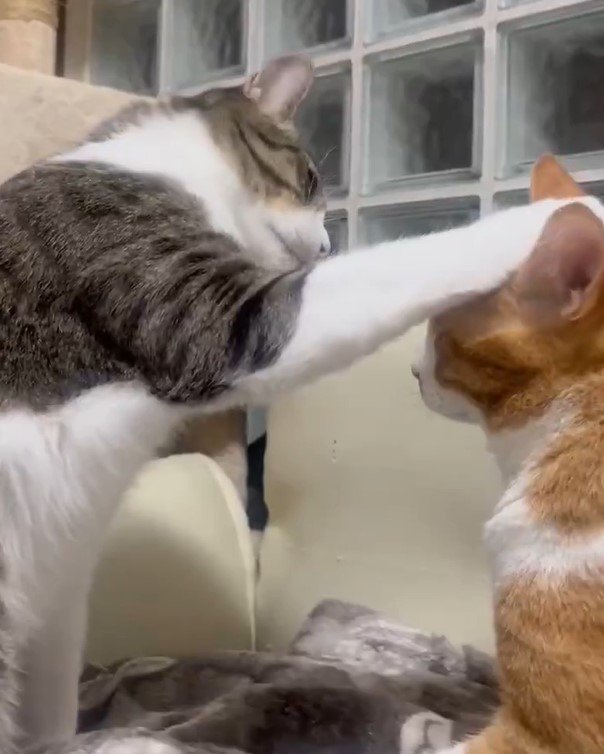 出所：@Neko2Obasan