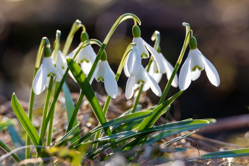 白い花を咲かせている、スノードロップ