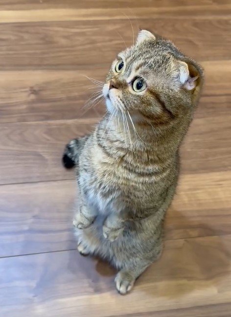 タッチする猫