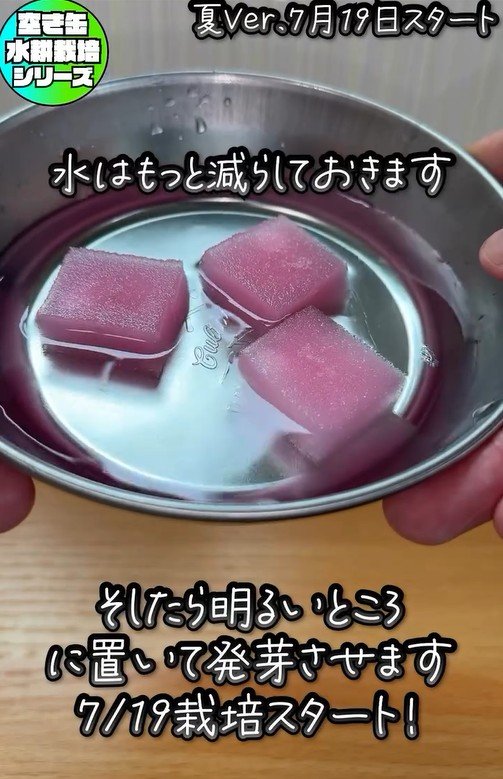 サニーレタスの種を挟んだスポンジ