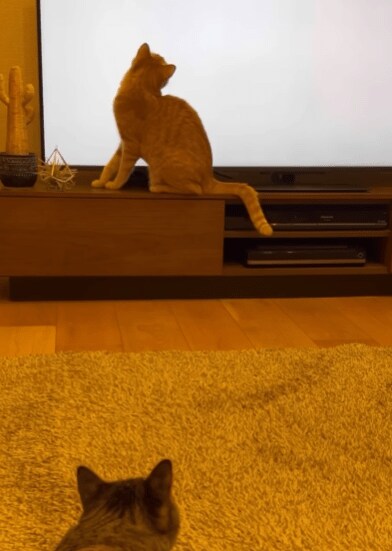 デジタルねこじゃらし大好きな猫