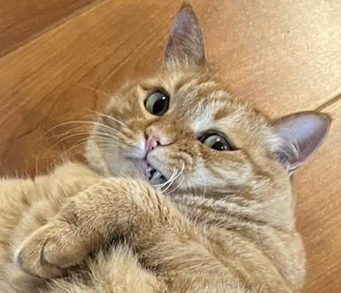 不穏な顔つきの猫