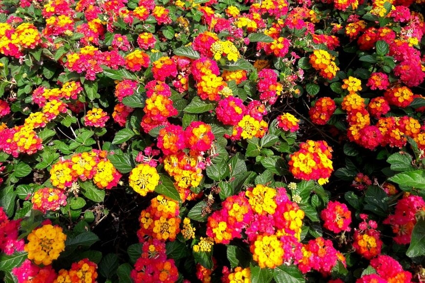 黄色や赤の花を咲かせている、たくさんのランタナ
